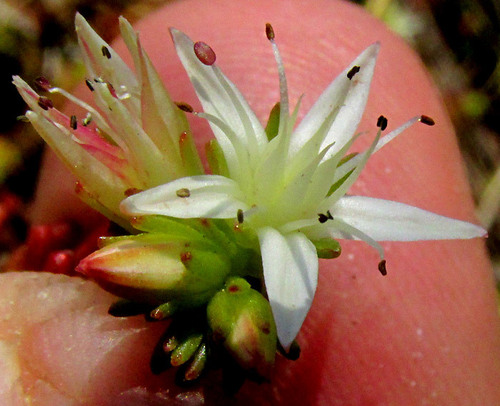 Red stonecrop