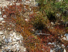 Sedum moranense, photograph author not stated, no rights reserved