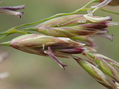 Festuca costata