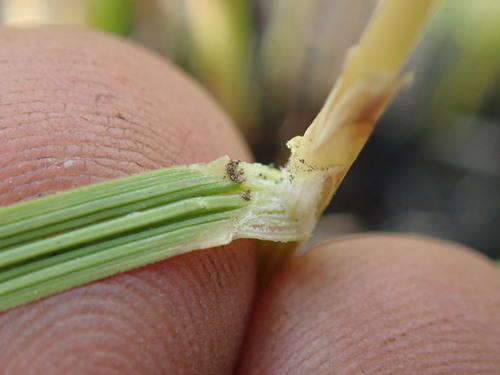 Image of Festuca costata by no rights reserved