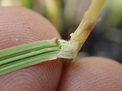 Festuca costata