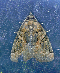 Pseudeustrotia indeterminata