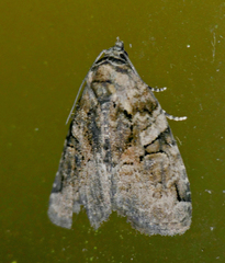 Pseudeustrotia indeterminata