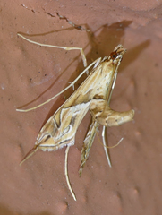 Lineodes fontella