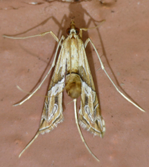Lineodes fontella