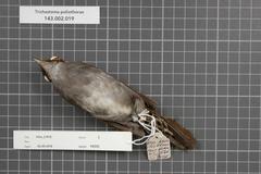 Grey-Chested Babbler photo 3