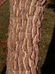 Samanea tubulosa