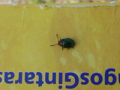 Gastrophysa polygoni