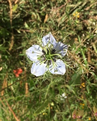 Nigella