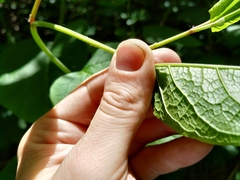 Reynoutria × bohemica
