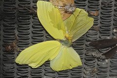 Aphrissa statira statira