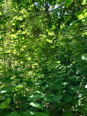 Reynoutria × bohemica