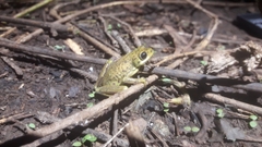 Hyperolius viridiflavus