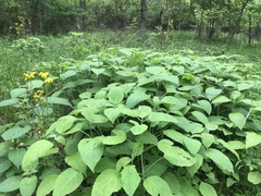 Collinsonia canadensis