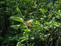 Malus domestica