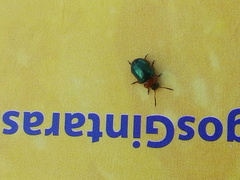 Gastrophysa polygoni