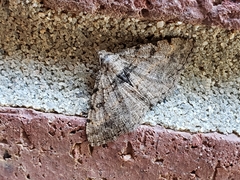 Digrammia gnophosaria