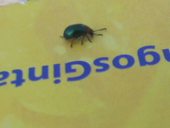 Gastrophysa polygoni