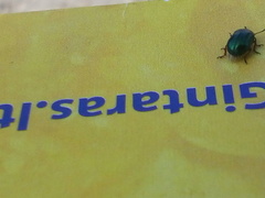 Gastrophysa polygoni