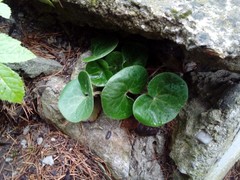 Asarum europaeum europaeum