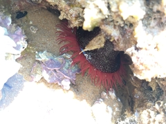 Actinia