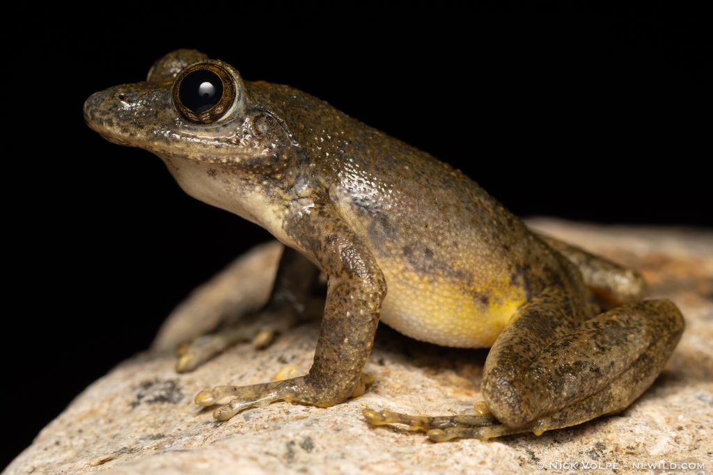 Buerger's Frog