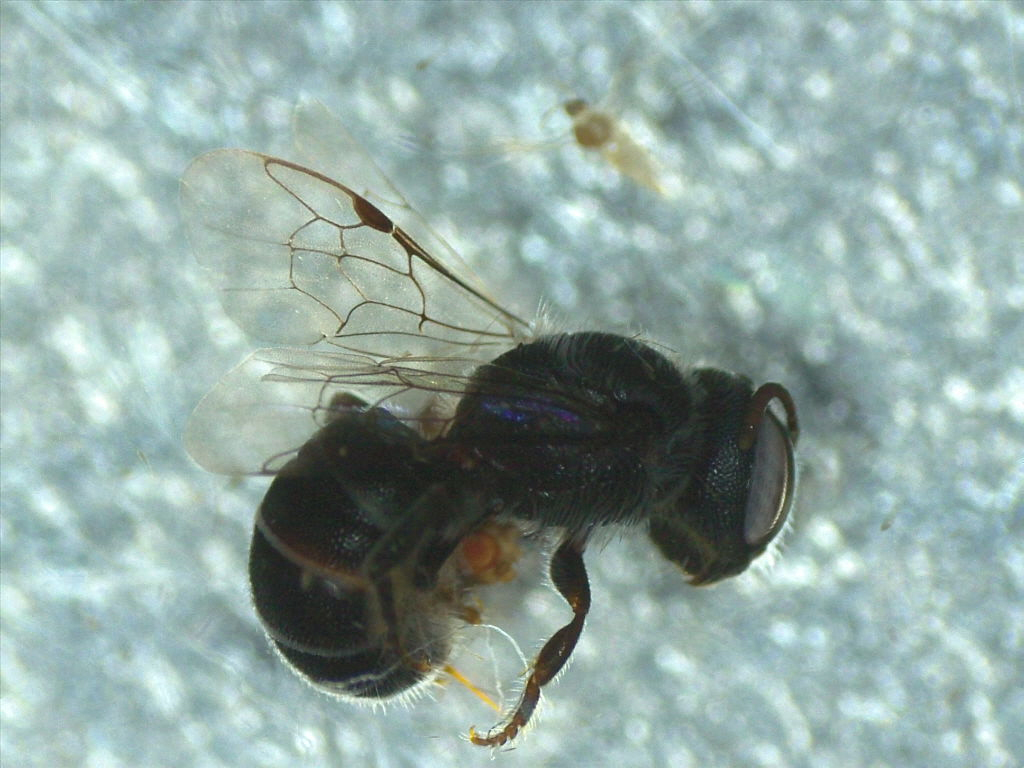 Heriades currani