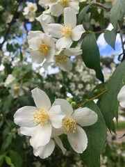 Philadelphus coronarius