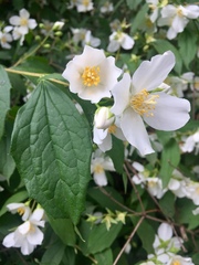 Philadelphus coronarius