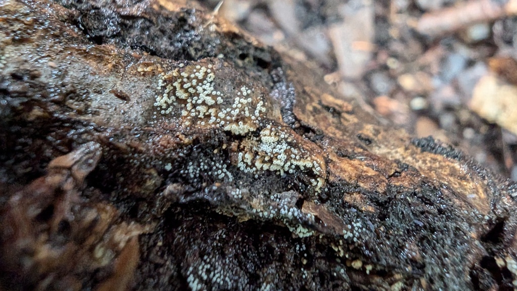 Henningsomyces candidus · June 2024 · photo: © atsushi_nakajima_cirque (iNaturalist, cc-by)
