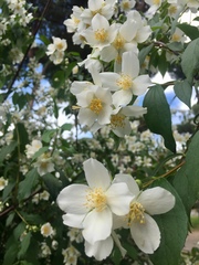Philadelphus coronarius