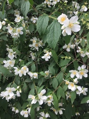 Philadelphus coronarius