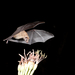 Lesser Long-nosed Bat - Photo (c) Scott Buckel, some rights reserved (CC BY-NC), uploaded by Scott Buckel