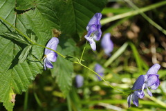 Aconitum fischeri
