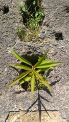 Angiospermae