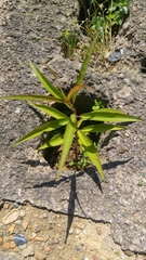 Angiospermae