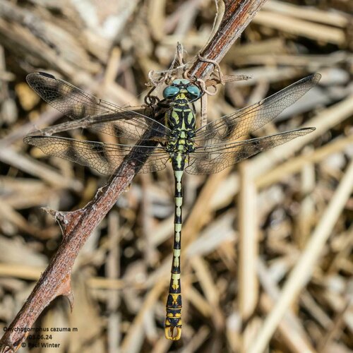 Cazuma Pincertail