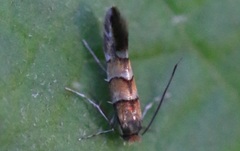 Phyllonorycter klemannella