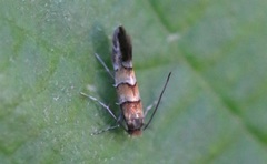 Phyllonorycter klemannella