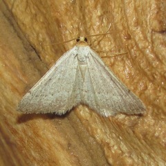 Taeniogramma mendicata