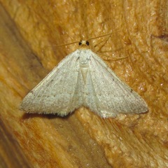 Taeniogramma mendicata