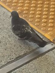 Columba livia domestica
