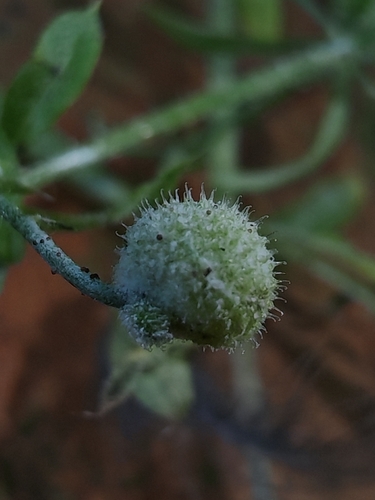 Neoerysiphe galii