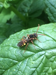 Nomada marshamella