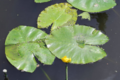 Nuphar lutea
