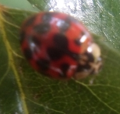 Harmonia axyridis