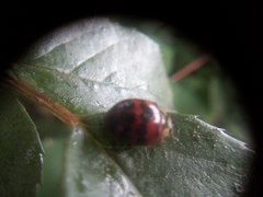 Harmonia axyridis