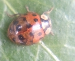 Harmonia axyridis