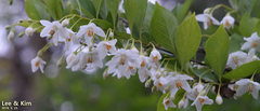 Styrax japonicus