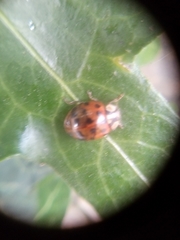 Harmonia axyridis